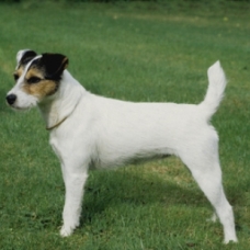 parson russell terrier 3