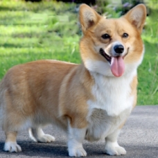 Welsh Corgi -  Favorite breed of queen of England