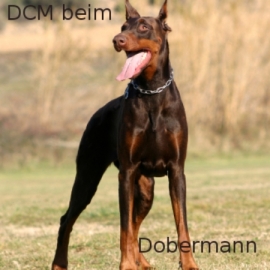 Dobermann_canivaris- DCM