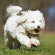A purebred Coton de Tulear dog running without leash outdoors in the nature on a sunny day.
