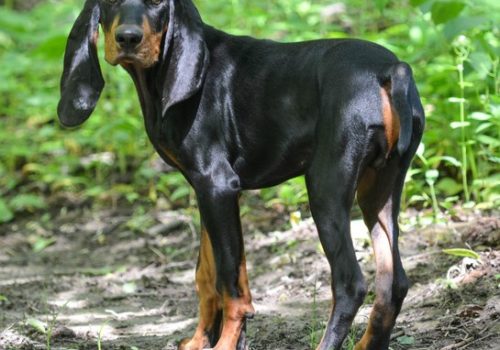 Coonhound-Black And Tan