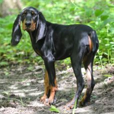 Coonhound-Black And Tan