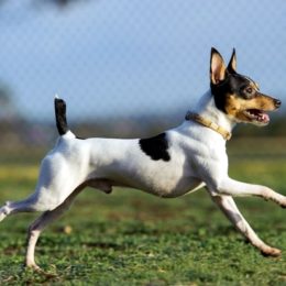 Toy Fox Terrier canivaris Selekt
