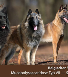 schaeferhund-belgisch-mucopoly