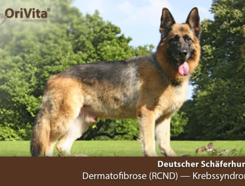 Gentest Deutscher Schäferhund- Dermatofibrose-Krebssyndrom