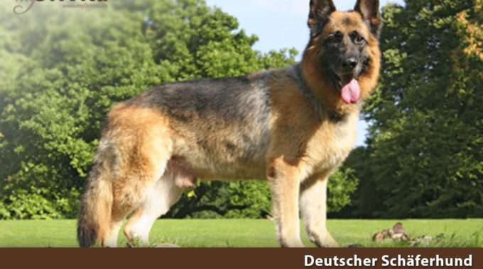 OriVita Diagnostik-Gentest Deutscher Schäferhund