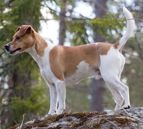Dänisch-Schwedischer Farmhund | CombiBreed – DNA-Tests Ihren Hund