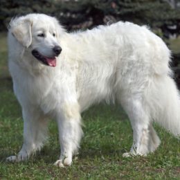 Slovensky-Cuvac-Slovakian-Dog